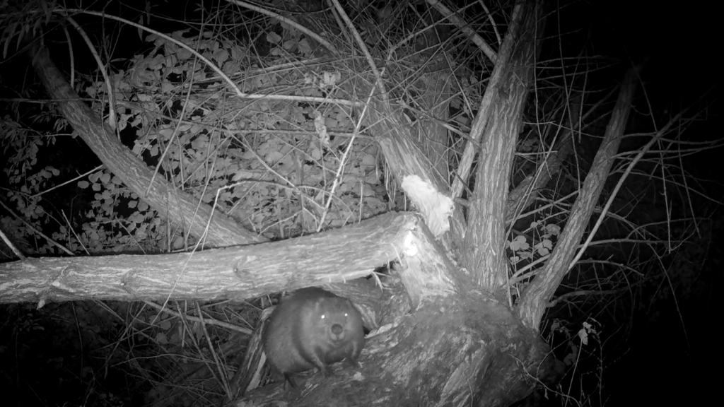 Baby beaver perched on a tree trunk captured by a wildlife camera at Ewhurst Park, Hampshire. © Ewhurst Park.