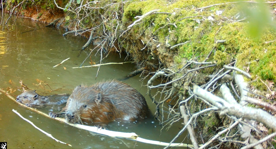 Mum and baby beaver eating bark together at Ewhurst Park, Hampshire © Ewhurst Park.